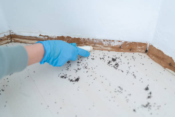 Reliable Columbus Junction, IA Pest Control Solutions